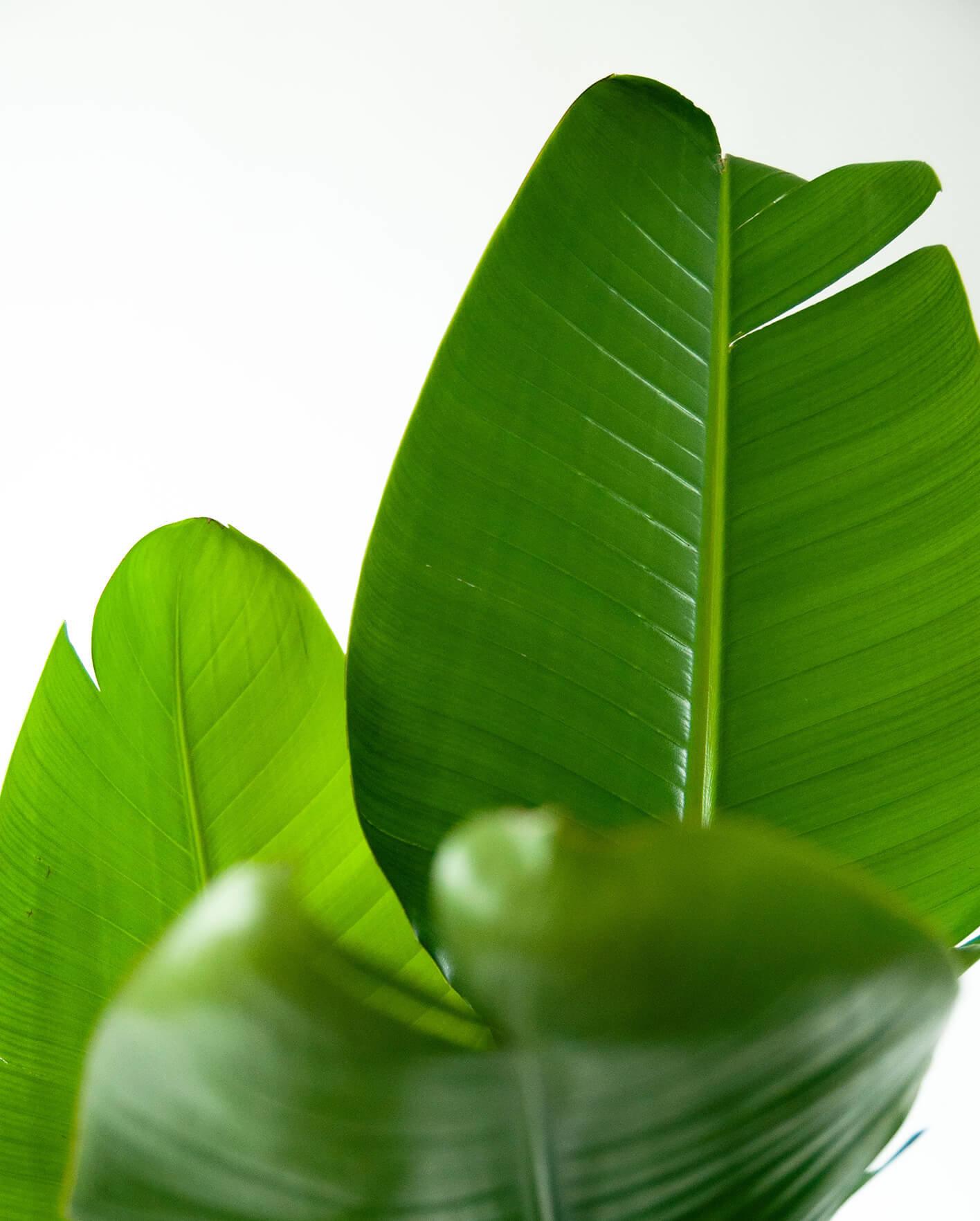 Ponytail Palm Tree - Image 3
